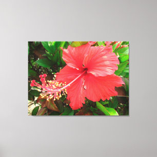 Flor de Amapola Canvas Print