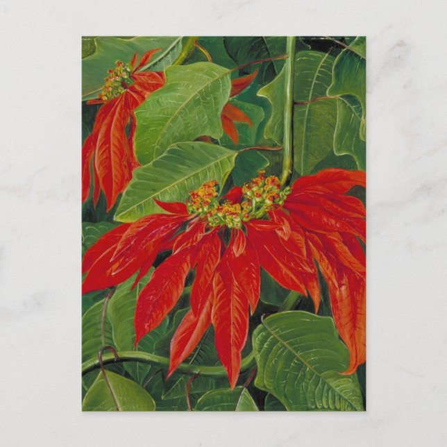 Flor de Pascua or Easter Flower, famous painting, Postcard (Front)