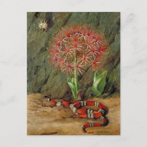 Flor Imperiale Coral Snake and Spider Brazil Postcard