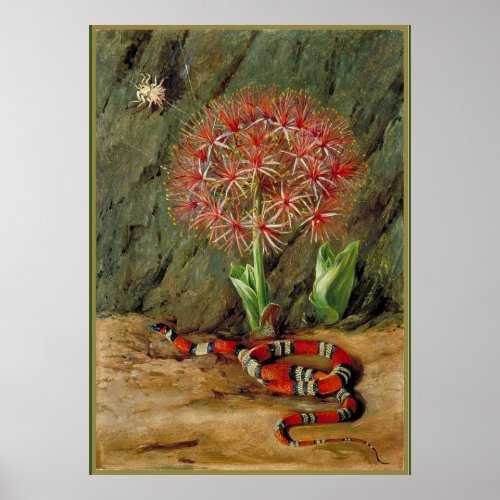 Flor Imperiale Coral Snake and Spider Poster