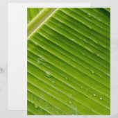 Flora Dominica 1 (Front/Back)