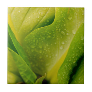 Flora Dominica 3 Tile