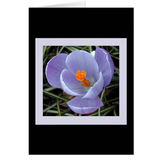 flora for spring #2 (Front)