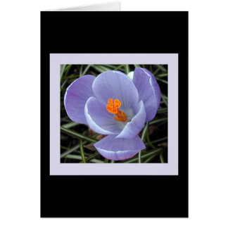flora for spring #2 cards