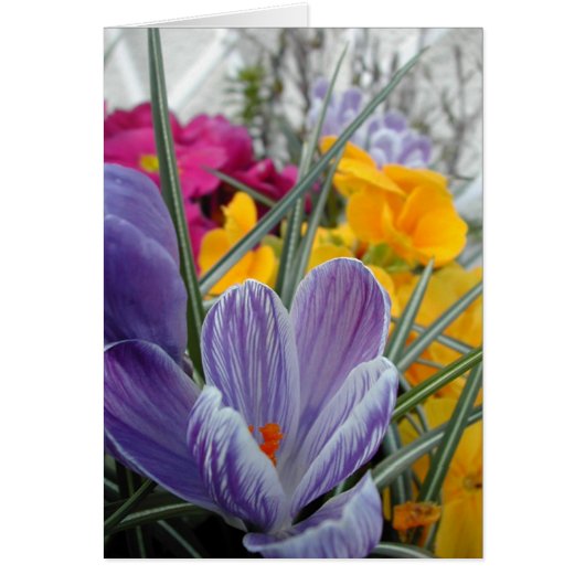 flora for spring #3 cards (Front)