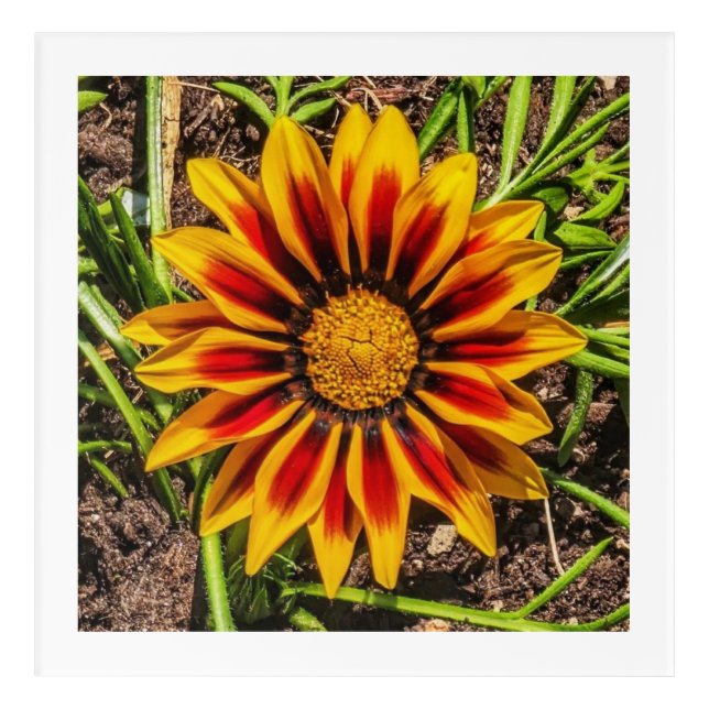 Floral 1 Acrylic wall art (Front)