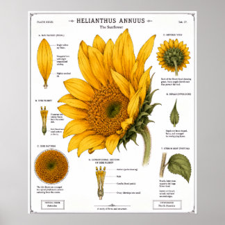 Floral Anatomy Diagram Poster | Vintage Floral