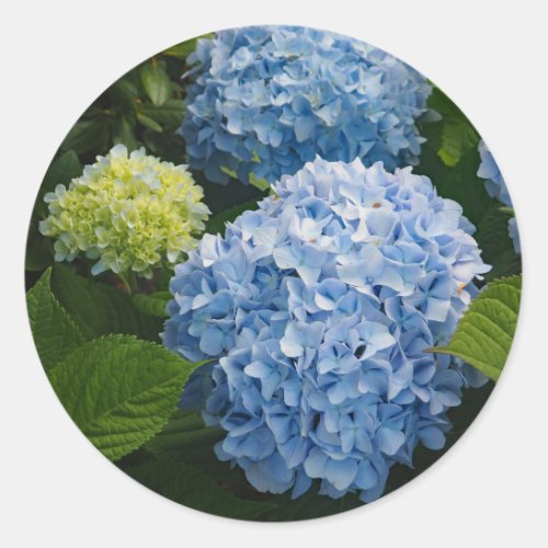 Floral Blue Hydrangea Photo Classic Round Sticker