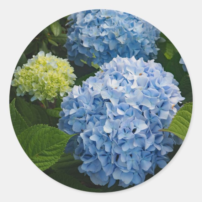Floral Blue Hydrangea Photo Classic Round Sticker (Front)