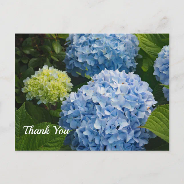 Floral Blue Hydrangea Photo Thank You Postcard | Zazzle