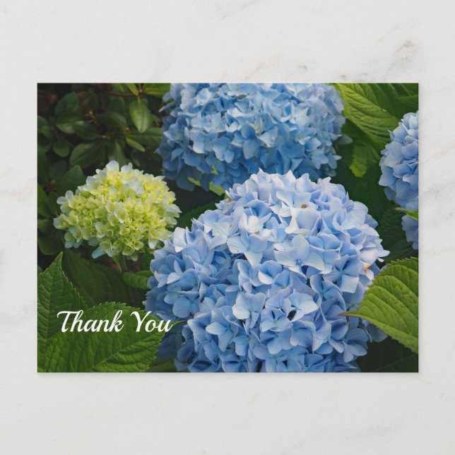Floral Blue Hydrangea Photo Thank You Postcard (Front)