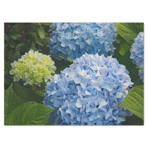 Floral Blue Hydrangea Photo Tissue Paper