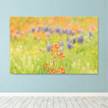Floral Bluebonnet Photo from Texas Hill Country