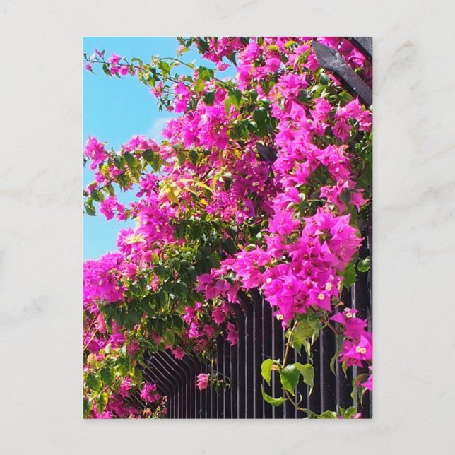 Floral Bougainvillea Cascade Postcard (Front)