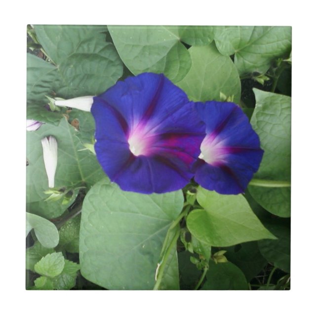 Floral Ceramic Tile (Front)