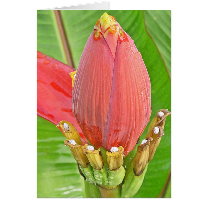 Floral Close Up (tropical, red, photography) Greeting Card