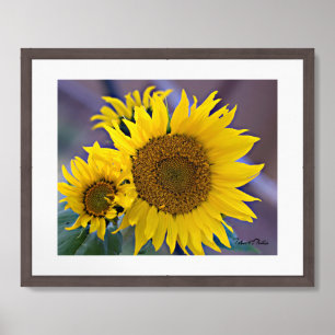 Floral Cluster Sunflowers Close-Up Photograph Framed Art