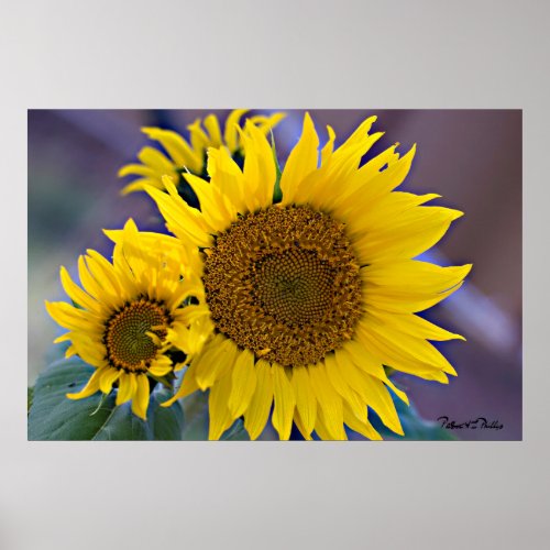 Floral Cluster Sunflowers Close_Up Photograph Poster