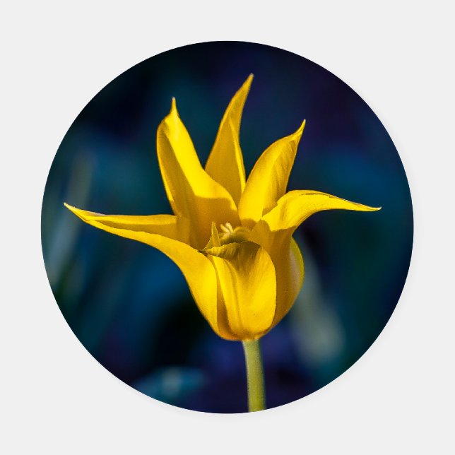 Floral coaster set  (Single)