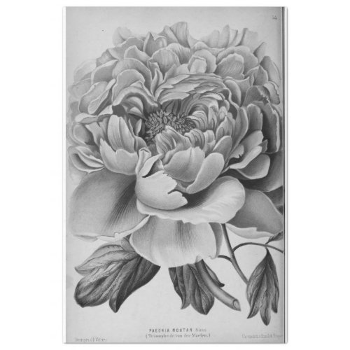 Floral Ephemera Decoupage Black White Peony Tissue Paper