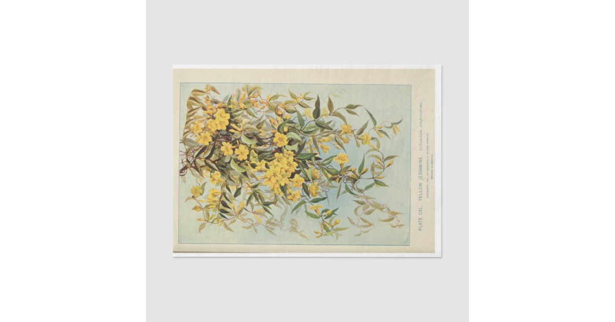 Floral Ephemera Decoupage Jasmine Sunflowers Tissue Paper | Zazzle
