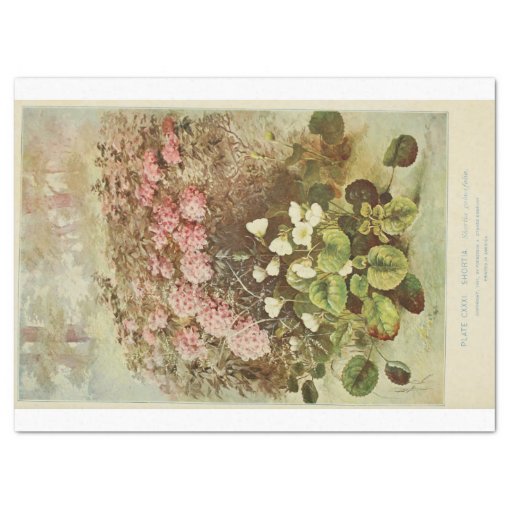 Floral Ephemera Decoupage Pink Hydrangeas Tissue Paper Zazzle