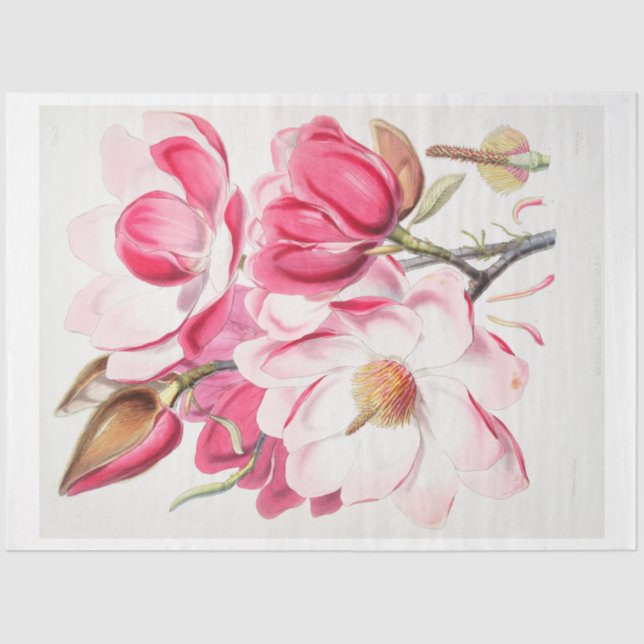 Floral Ephemera Decoupage Pink Magnolia Flowers Tissue Paper (Front)