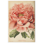 Floral Ephemera Decoupage Pink Peony