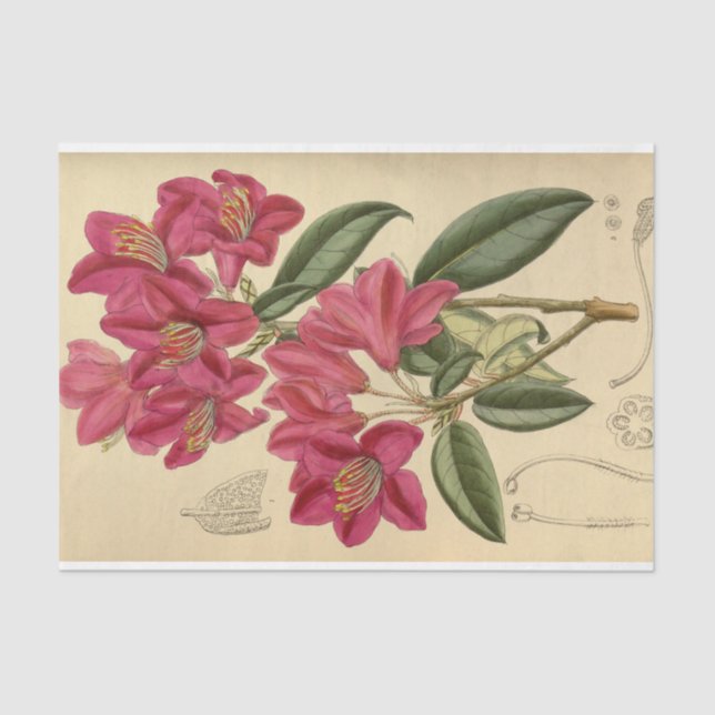 Floral Ephemera Decoupage Pink Tissue Paper (Front)