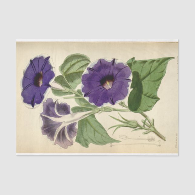 Floral Ephemera Decoupage Purple Tissue Paper (Front)