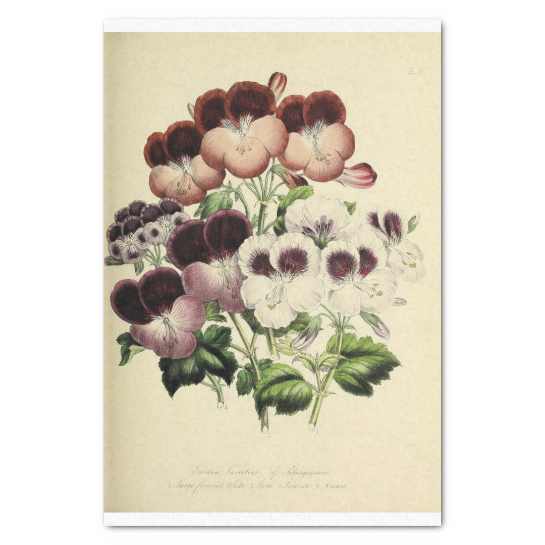 Floral Ephemera Decoupage Purple White Pansies Tissue Paper Zazzle