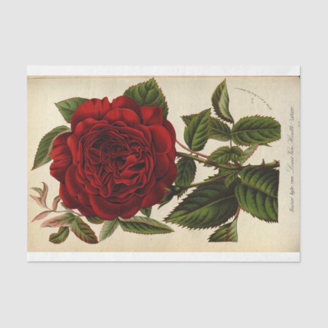 Floral Ephemera Decoupage Red Rose Tissue Paper (Front)