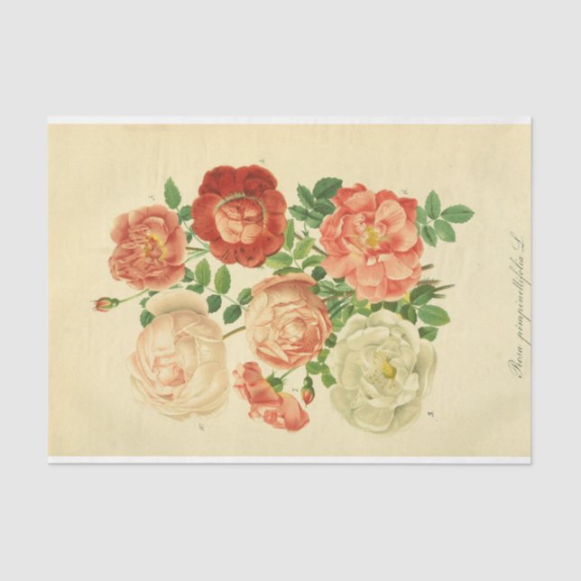 Floral Ephemera Decoupage White Pink Roses Tissue Paper (Front)
