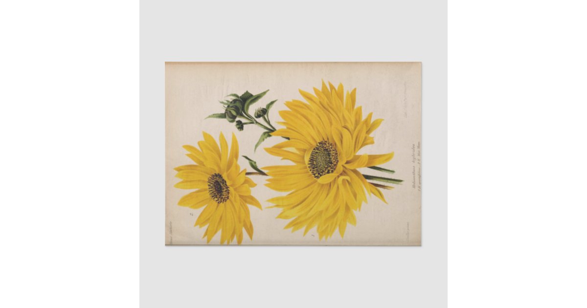 Floral Ephemera Decoupage Yellow Sunflowers Tissue Paper | Zazzle