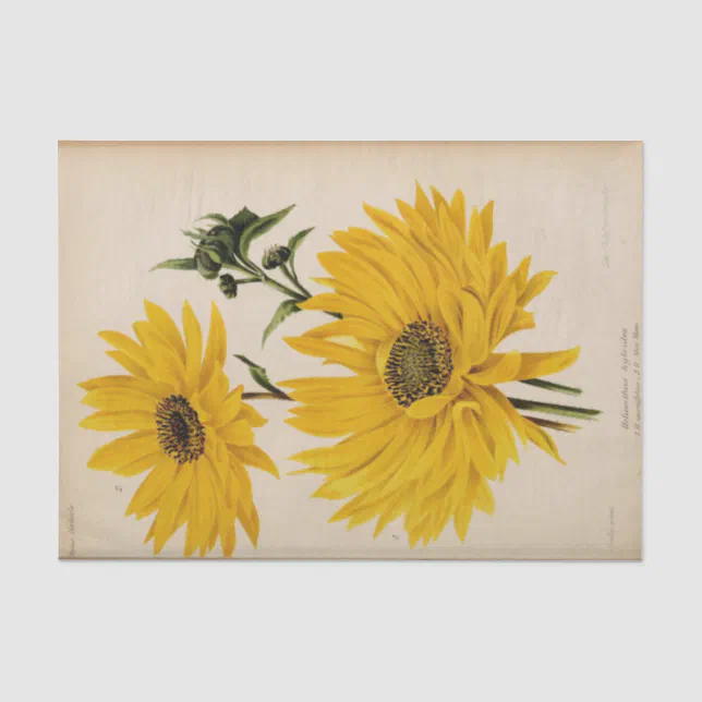 Floral Ephemera Decoupage Yellow Sunflowers Tissue Paper | Zazzle