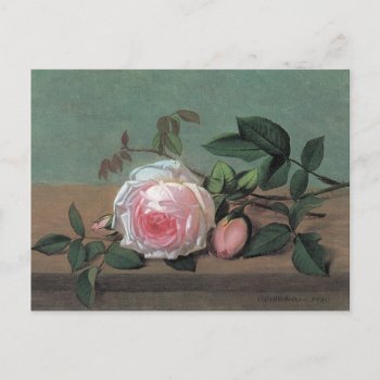 Floral Fine Art Pink Rose Postcard by TheGiftsGaloreShoppe at Zazzle