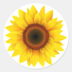 Floral ,Flower ,Garden ,Womens Fall , Sunflower Classic Round Sticker