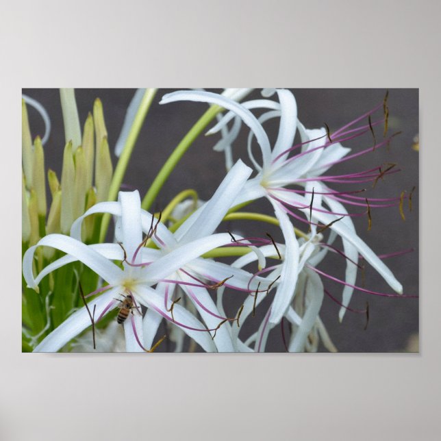 Floral Fragrance poster (Front)