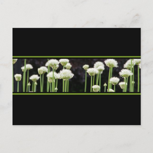 Floral Green Black And White Postcard (Front)