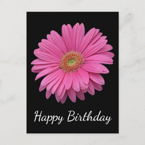 Floral Happy Birthday Pink Gerbera Daisy Black Postcard