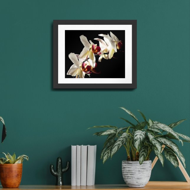 Floral Highlights of White Phalaenopsis Orchids Framed Art (Living Room 2)