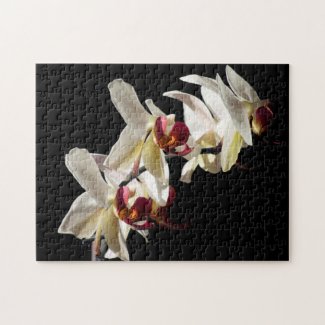 Floral Highlights of White Phalaenopsis Orchids