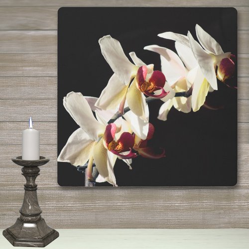 Floral Highlights of White Phalaenopsis Orchids Metal Print