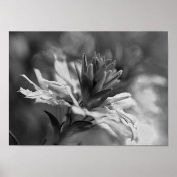 Floral In Black And White Framed Print by William63 at Zazzle