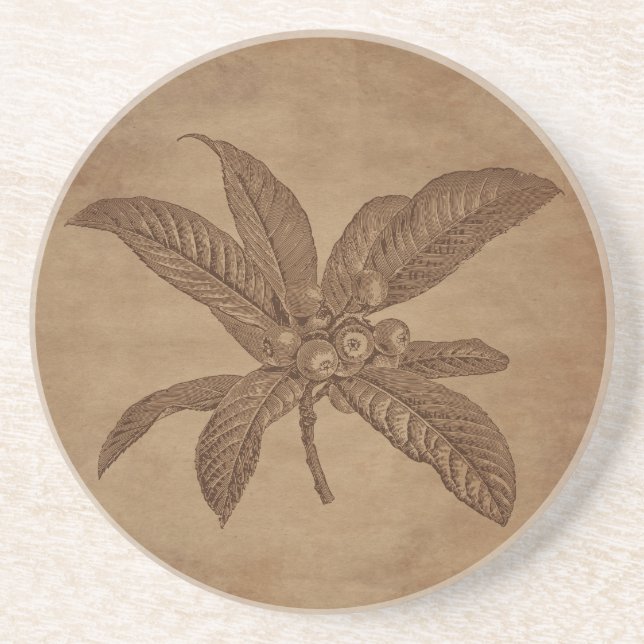 Floral Loquat Engraving on Aged Paper Coaster (Front)
