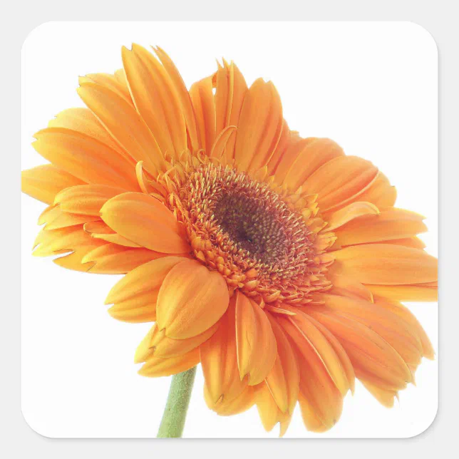 Floral Orange Gerbera Daisy Flower Wedding Party Square Sticker | Zazzle