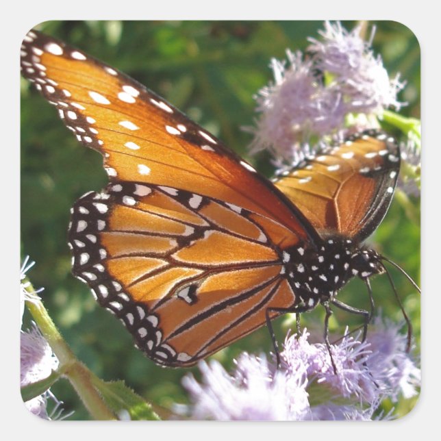 Floral Orange Monarch Butterfly Photo Flower Square Sticker (Front)
