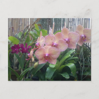 Floral, orchids postcard
