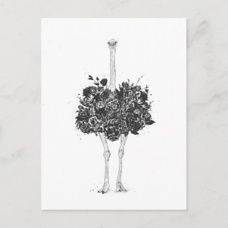 Floral Ostrich Postcard