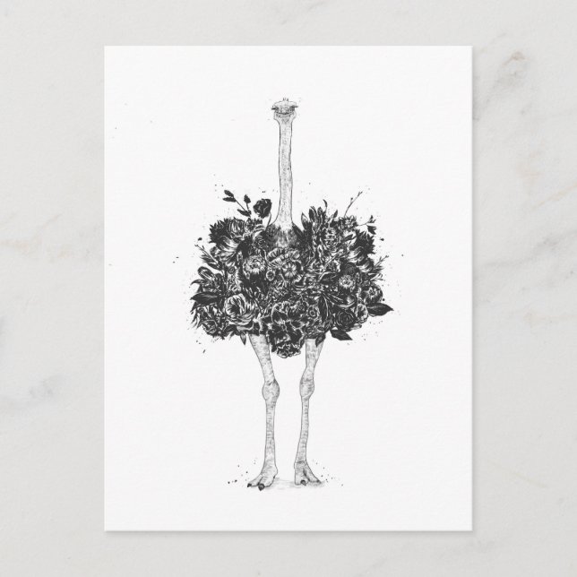 Floral ostrich postcard (Front)